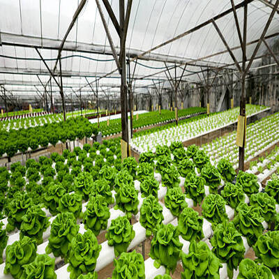 Greenhouse AI Project